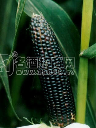 黑糯玉米酒