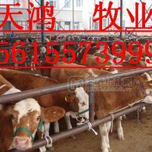 養(yǎng)牛養(yǎng)羊養(yǎng)驢買牛買羊買驢到山東天鴻牧業(yè)養(yǎng)殖場(chǎng)