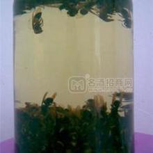土蜂泡酒治風(fēng)濕性關(guān)節(jié)炎