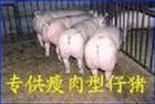 鴻佳苗豬仔豬繁殖場(chǎng)提供2011年苗豬最新行情