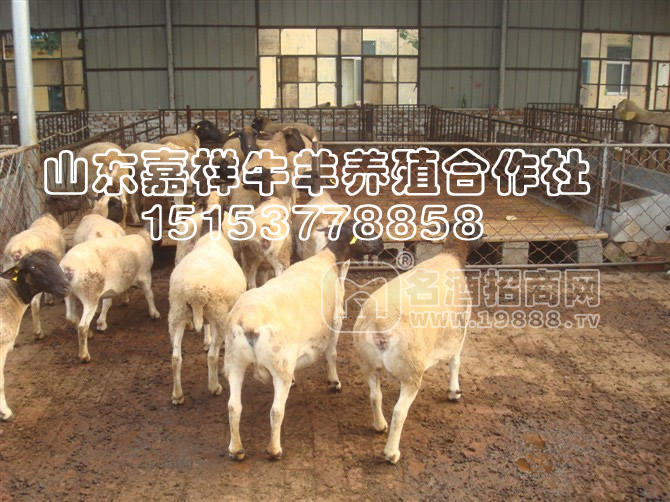 小尾寒羊波爾山羊魯西黃牛價(jià)格