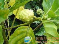 諾麗果酒