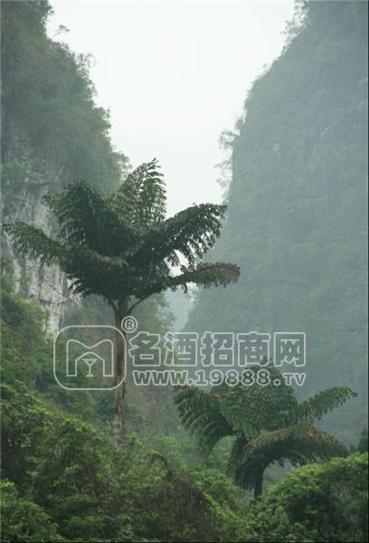 原始森林的中的桄榔樹
