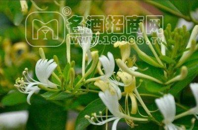 平邑九间棚寿山生态科技农场